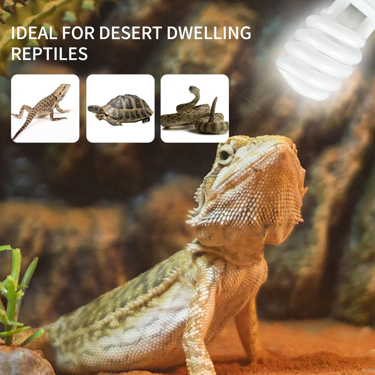 UVB 5.0 10.0 Reptile Heating L - Calcium Powder Reptile review and price