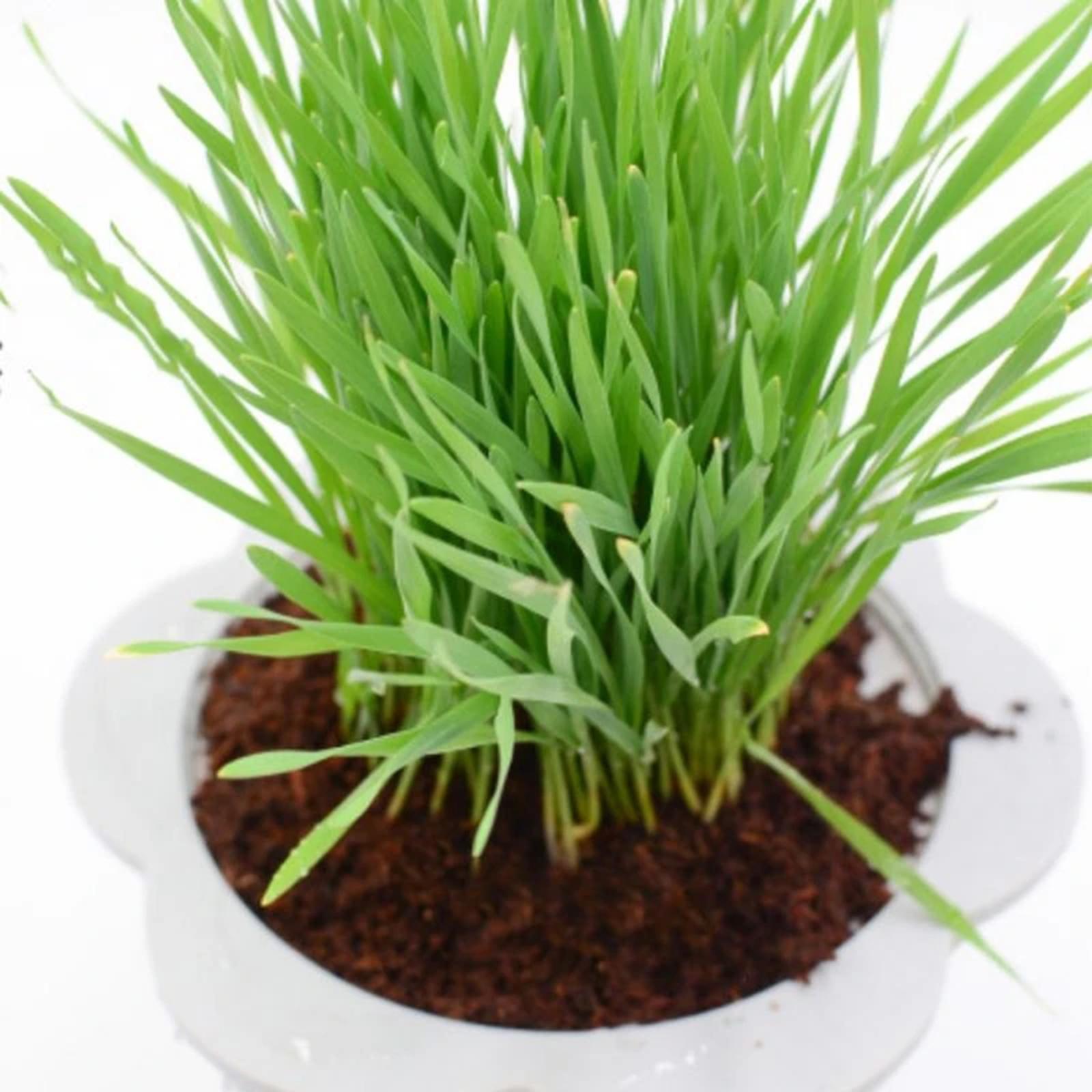 Coconut Fibre Coconut Coir Bri - Substrate Coconut Fiber review and price