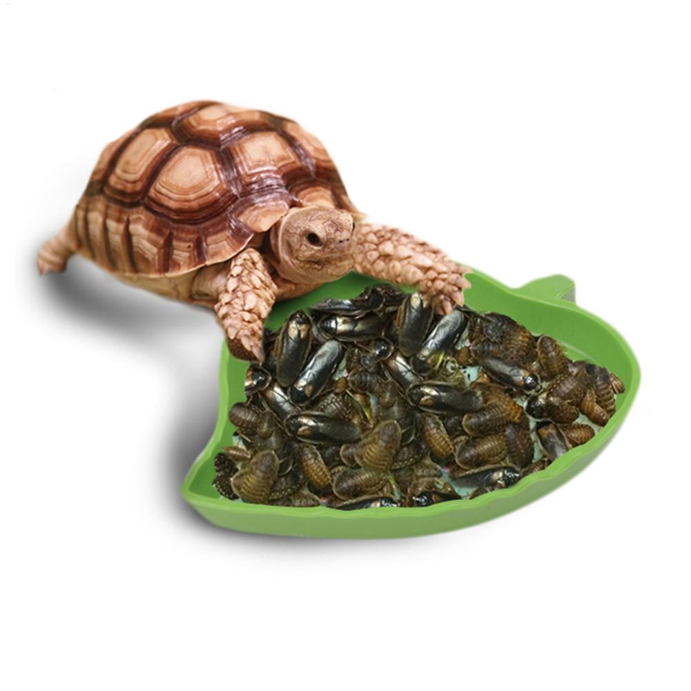 Amphibians Reptiles Feeder Pla - Water Dish Reptile review and price