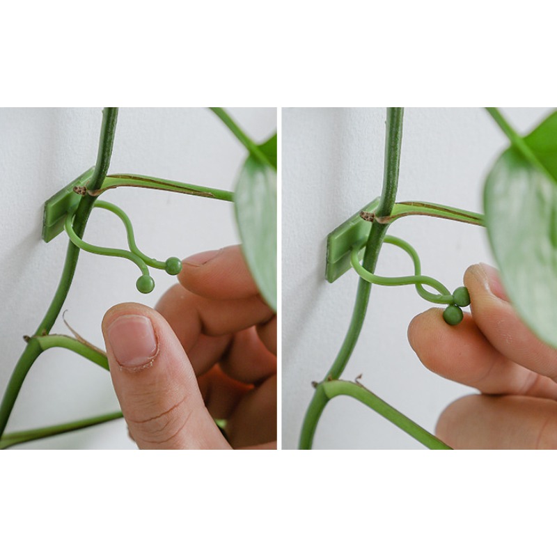 10Pcs Plant Wall Fixing Hooks  - Vine Climbing Plastic review and price
