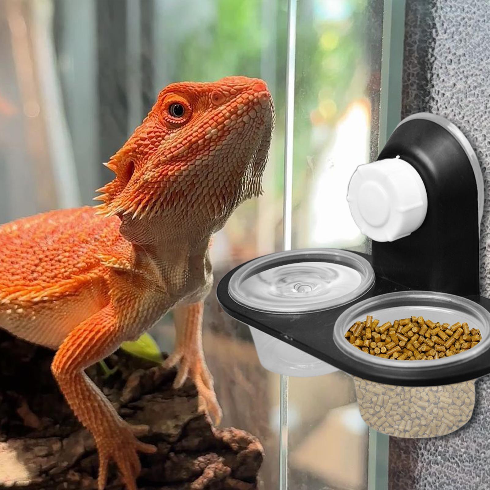 Gecko Food Dish Gecko Water Di - Water Dish Reptile review and price