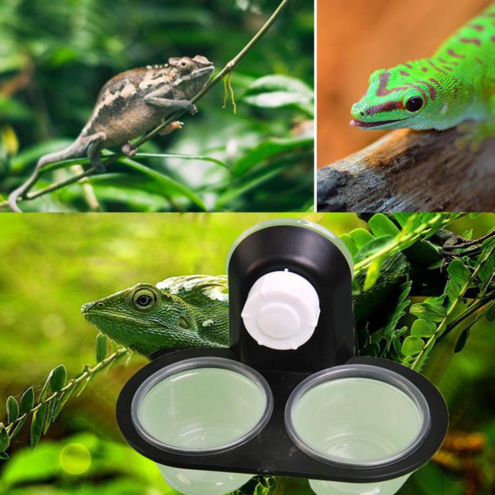 Gecko Food Dish Gecko Water Di - Water Dish Reptile review and price