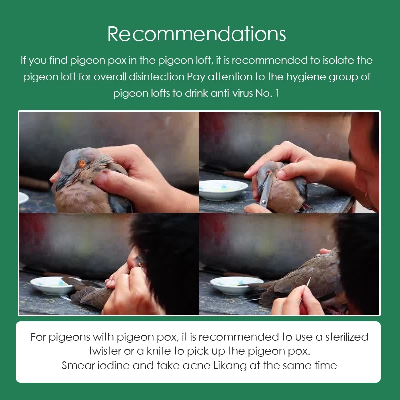 100 Tablets/Box Pigeon Pox Ora - Vitamin D3 Reptile review and price
