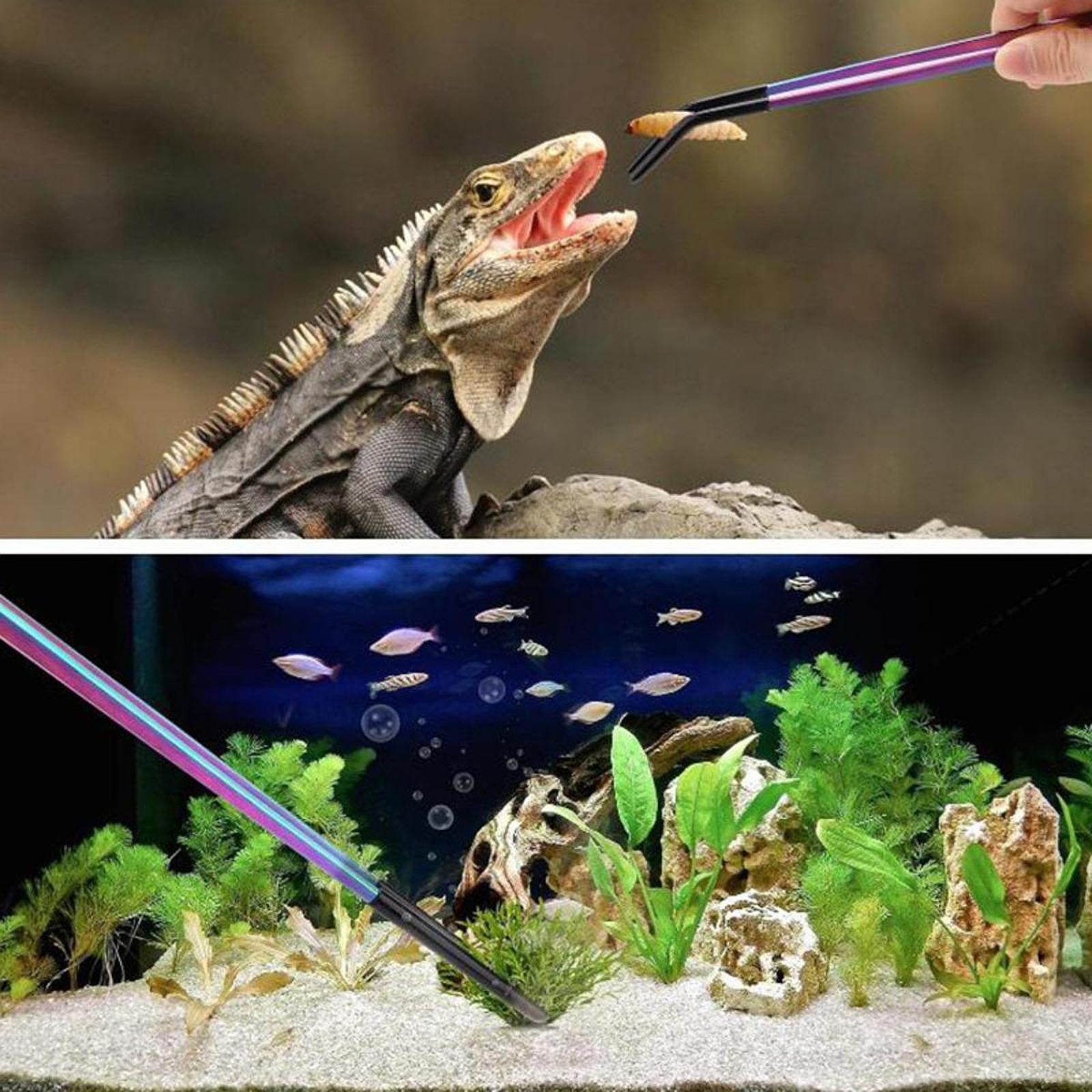 Reptile Feeder Tongs Soft Sili - Feeding Tong Stainless review and price